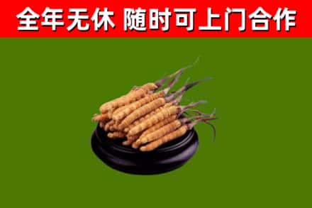 城固回收冬虫夏草
