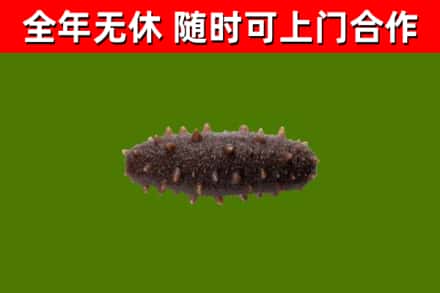城固回收海参干